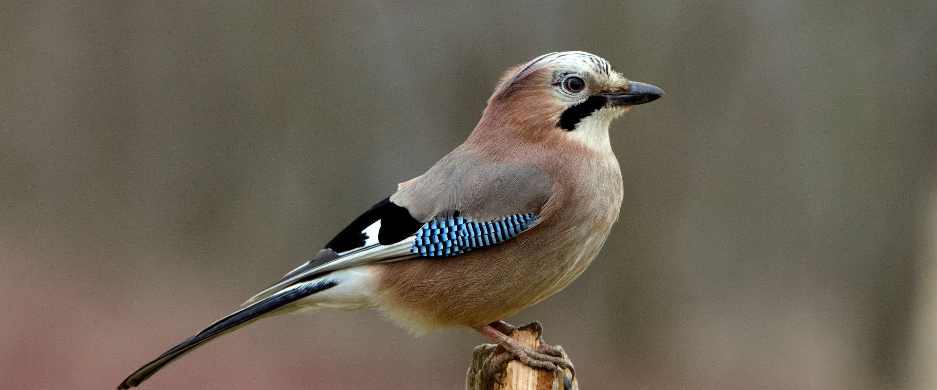 Camping de la forêt concours de photographie