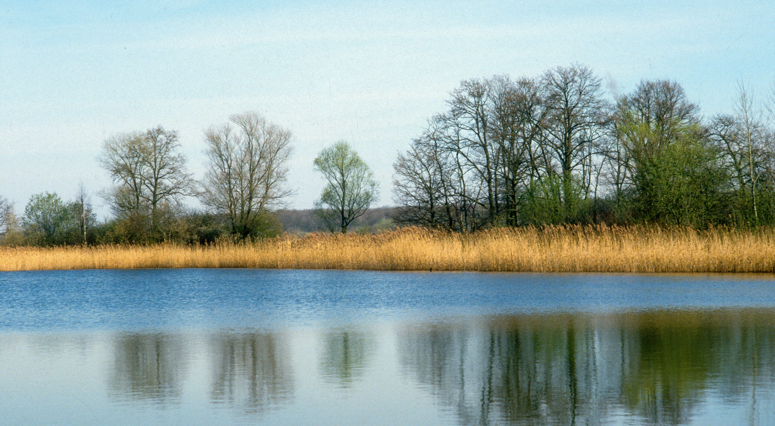 Lac du der dans la marne