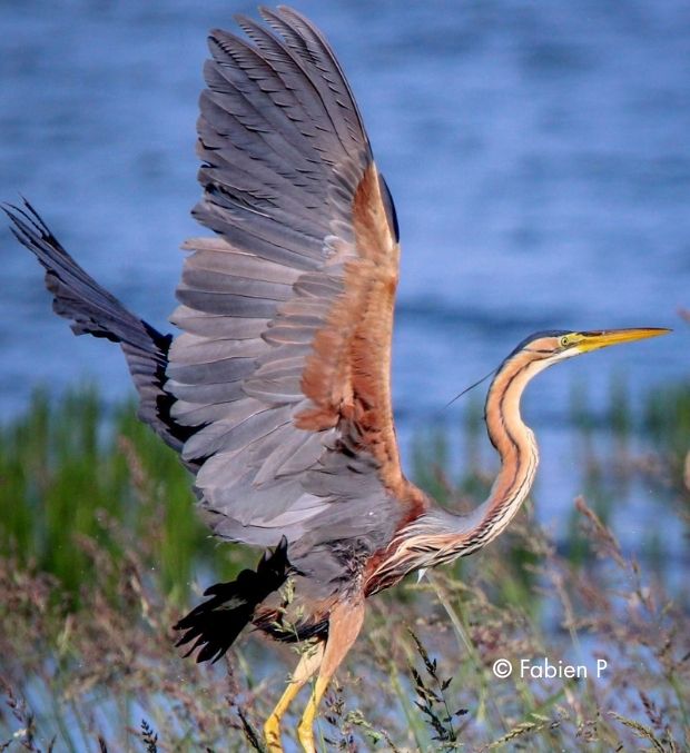 camping dans la marne