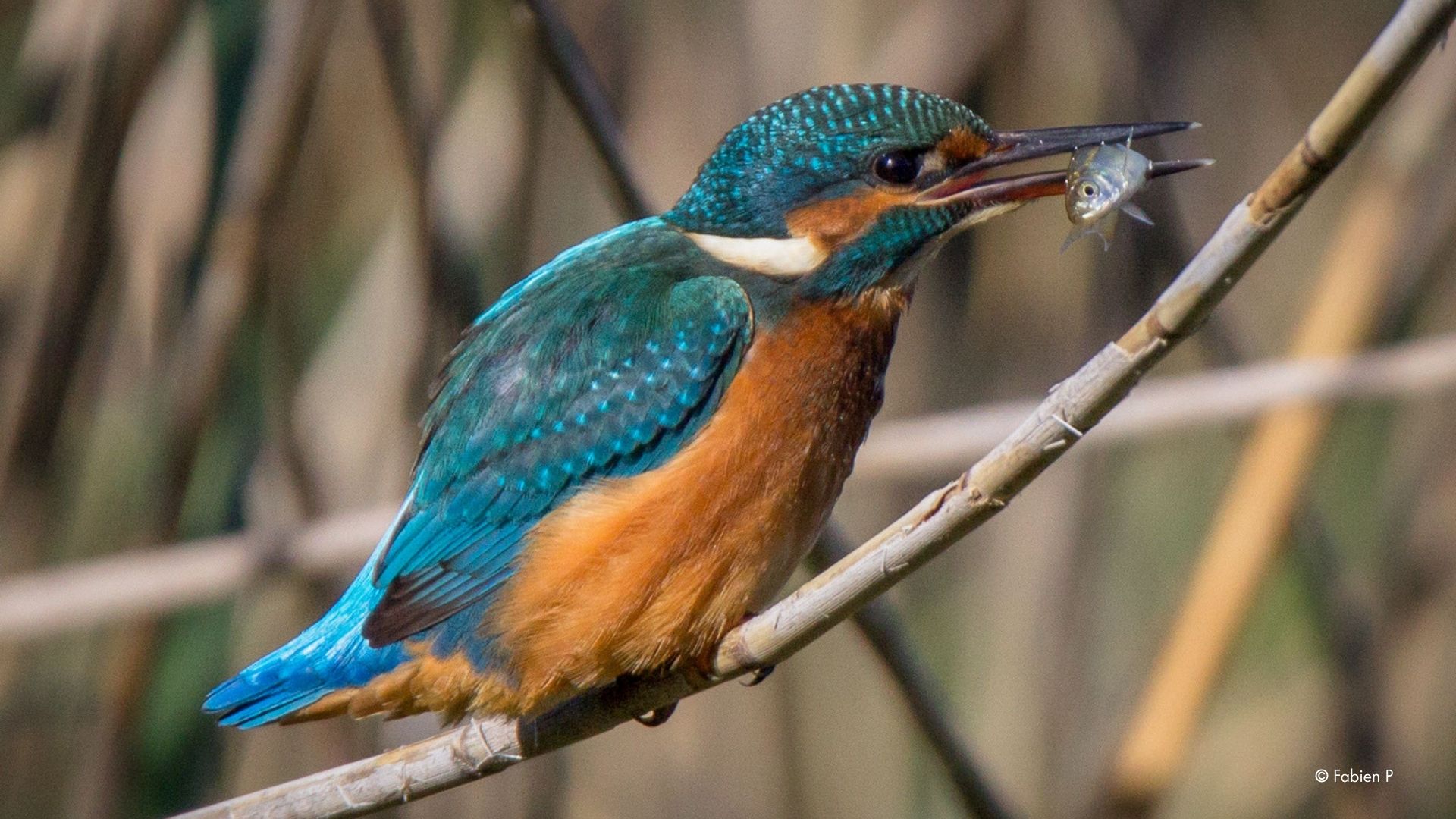 camping et biodiversité dans la marne