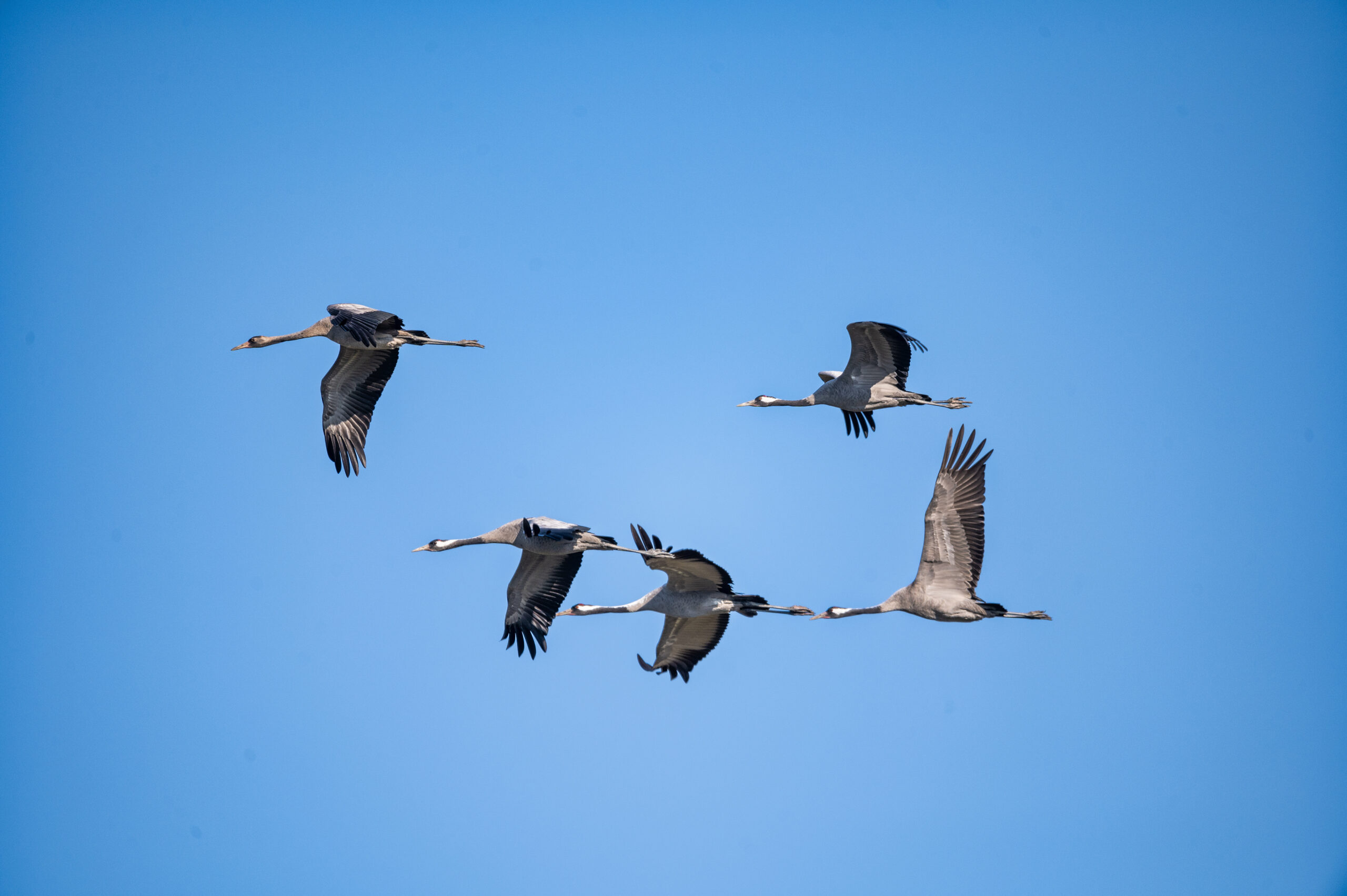 grues cendrés oiseaux migrateurs marne