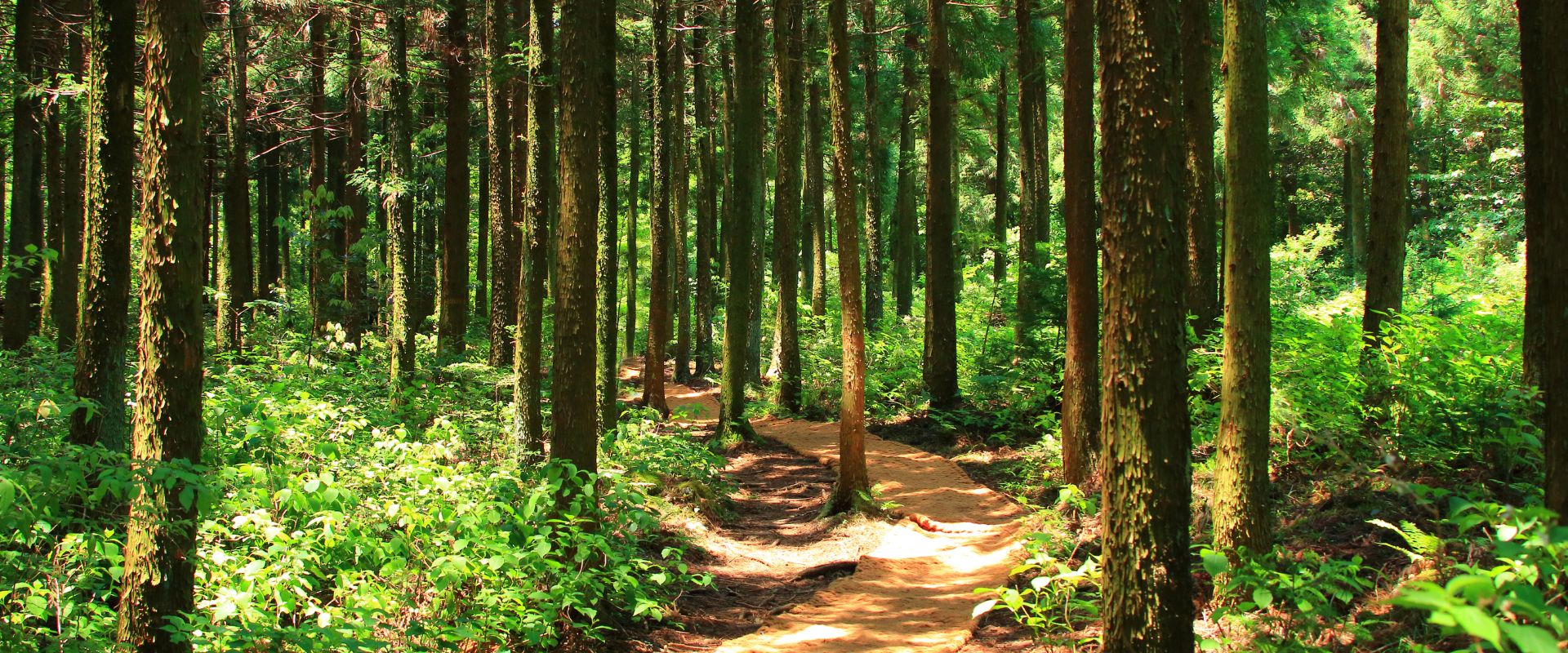 vacances au camping de la foret